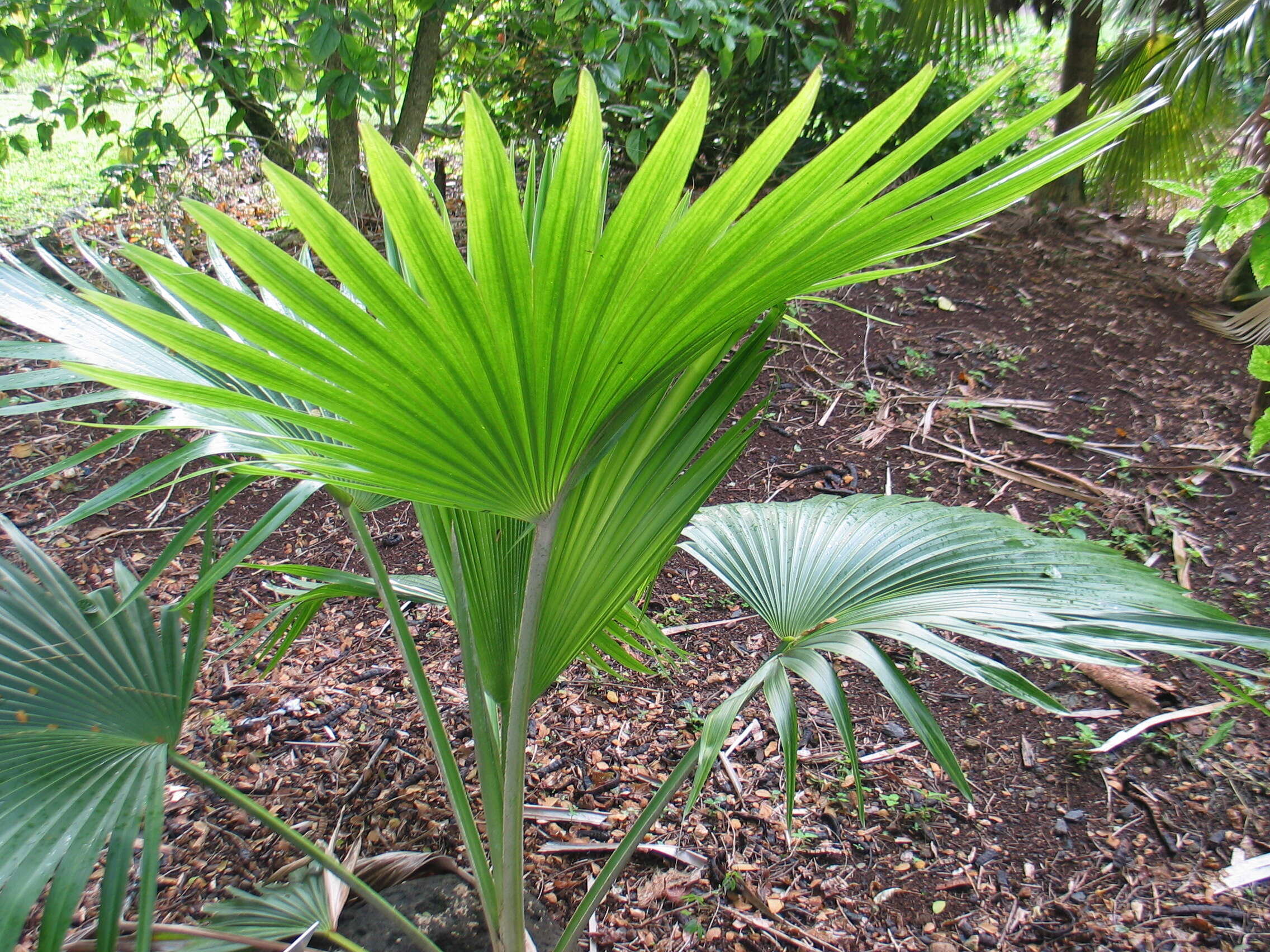 Pritchardia napaliensis H. St. John的圖片