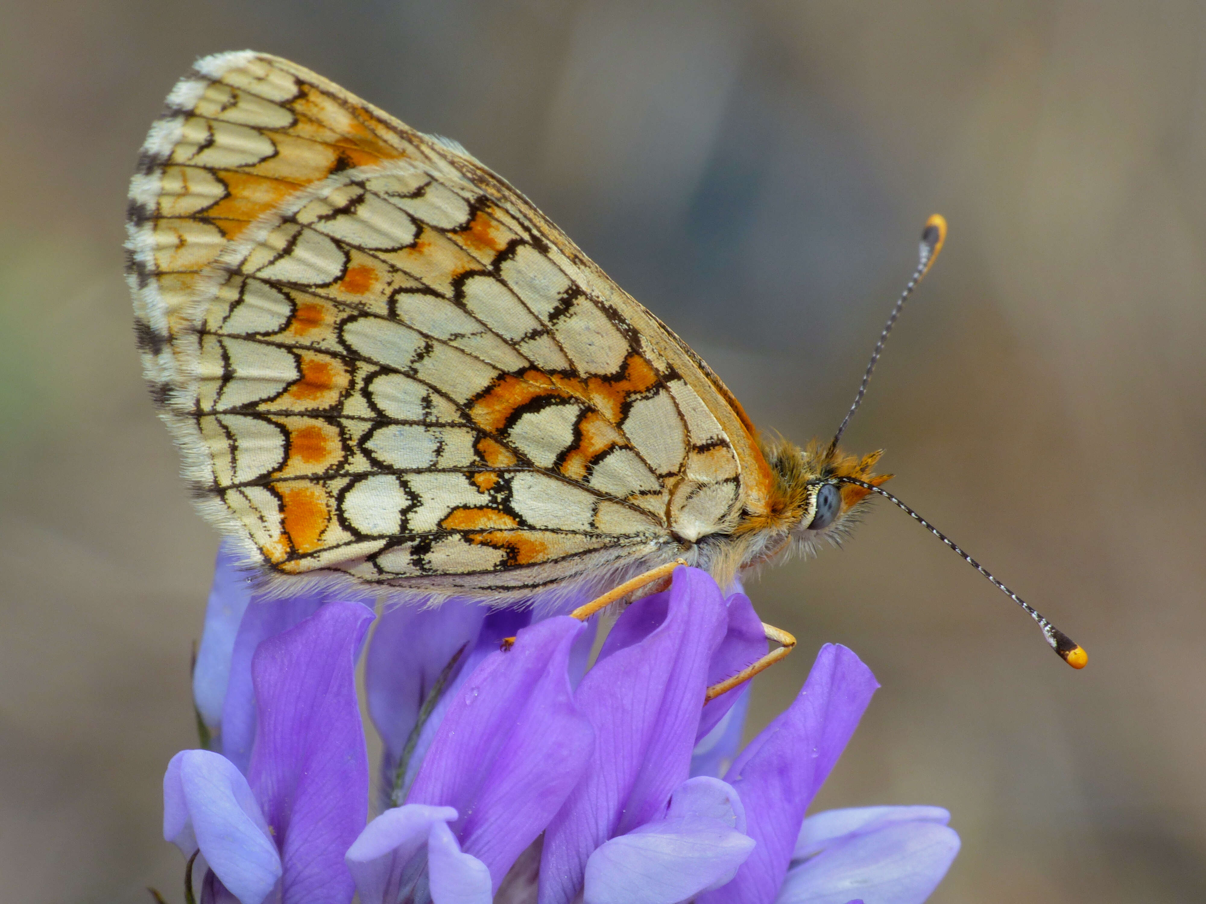 Image of Melitaea