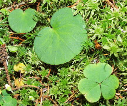 Image of Soldanella montana Willd.