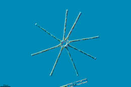 Image of Asterionella formosa