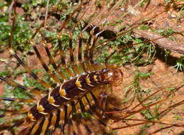 Image of Thereuopoda longicornis (Fabricius 1793)