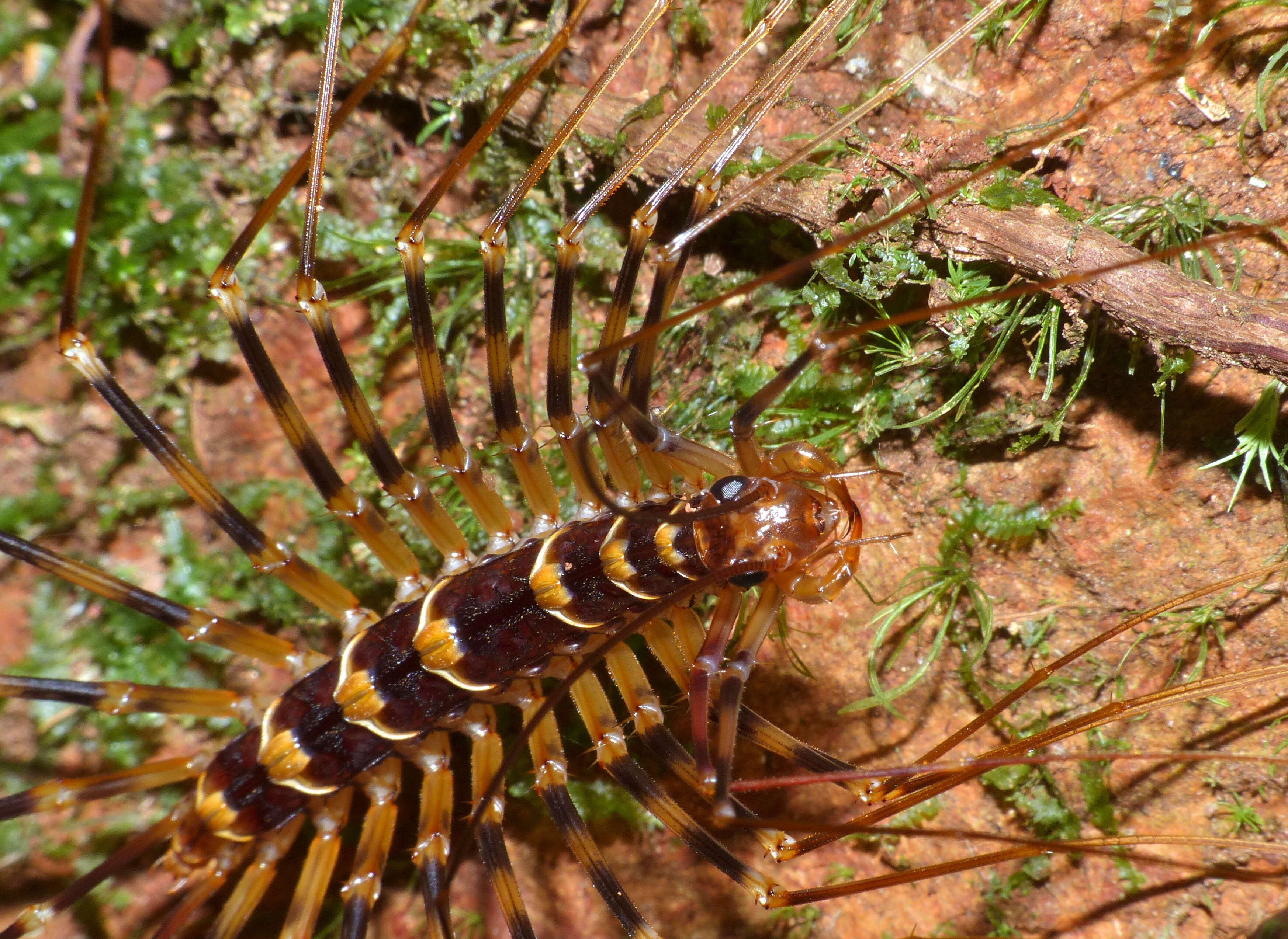 Thereuopoda longicornis (Fabricius 1793) resmi