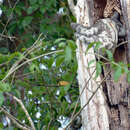 Image of Pinktoe tarantula