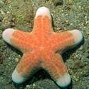 Image of Marshmallow starfish