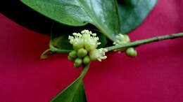 صورة Chaetocarpus