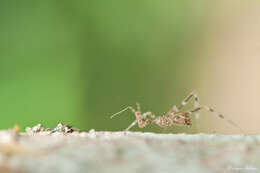 Image of thread-legged bug