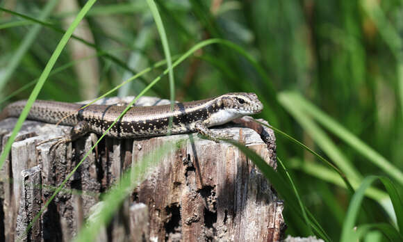 Image of Eastern Water Skink