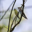 Imagem de Muscicapa griseisticta (Swinhoe 1861)