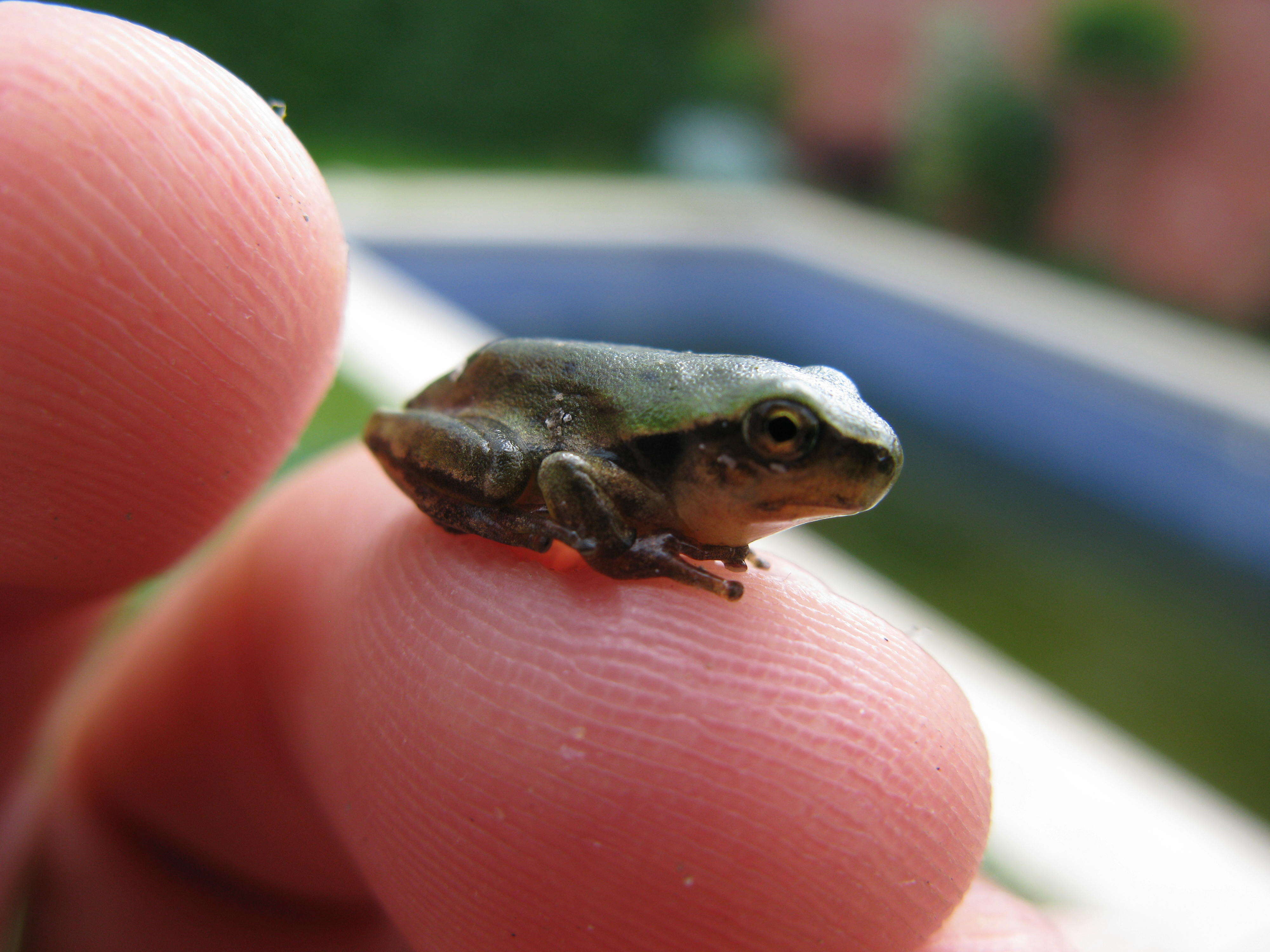 Image of Mediterranean Tree Frog