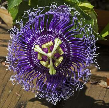 Image of Maypop