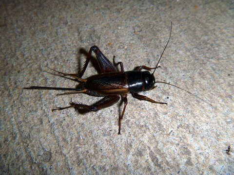 Image of Sand Field Cricket