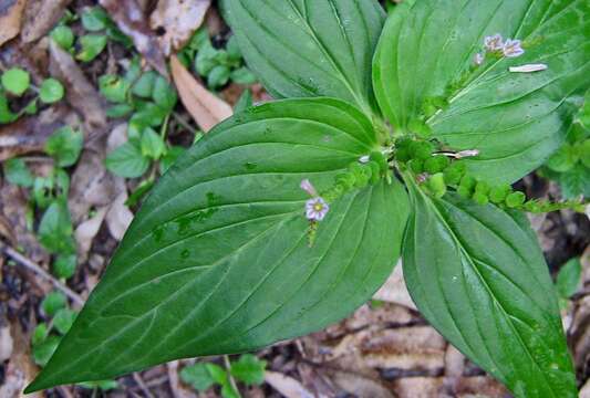 Image of West Indian pinkroot