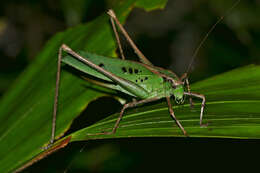 Image de Mecopoda elongata (Linnaeus 1758)