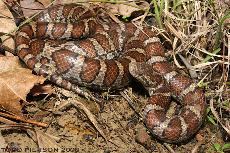 Image of milk snake