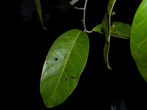 Salacia multiflora (Lam.) DC. resmi