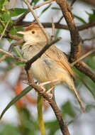 Image of Cisticola Kaup 1829