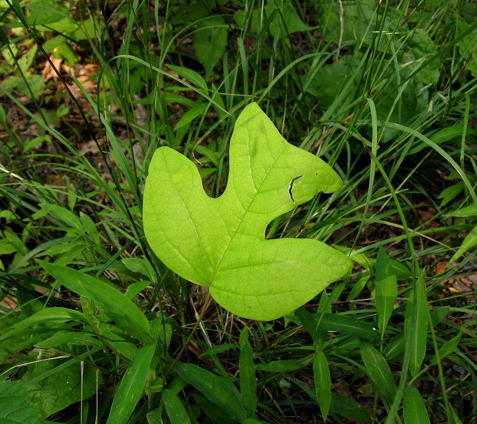 Image of Tulip Trees