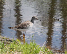 Image of Tringa Linnaeus 1758