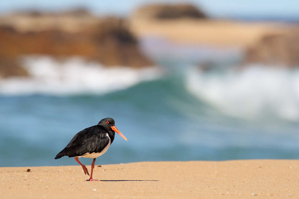 Image of oystercatchers