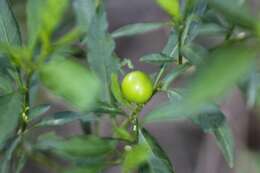 Image of Jerusalem Cherry