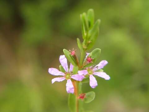 Image of Florida Loosestrife