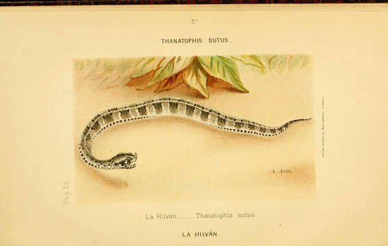 Image of Hognose Pit Vipers