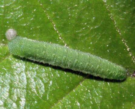 Image of Brimstones