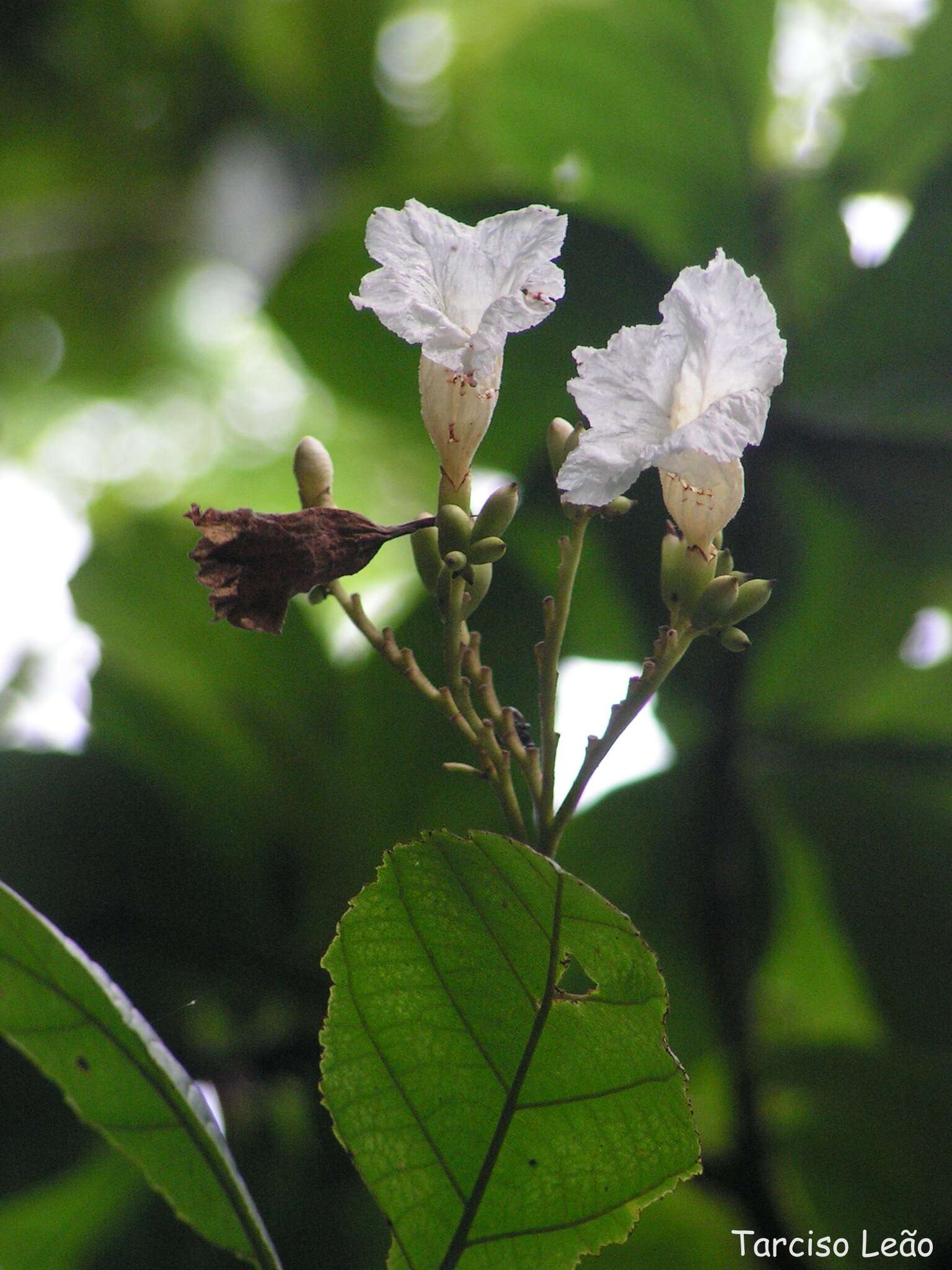 Image of Cordia superba Cham.