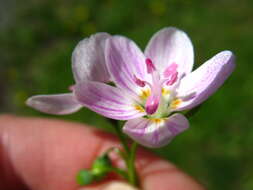 Image of springbeauty