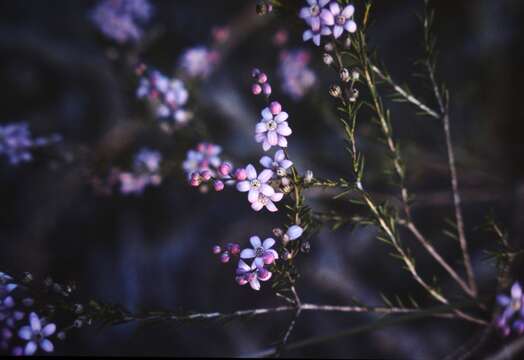 Image of Philotheca spicata (A. Rich.) Paul G. Wilson