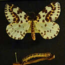 Imagem de Abraxas grossulariata Linnaeus 1758