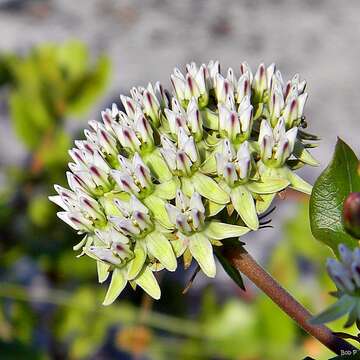 Image of Curtiss' milkweed