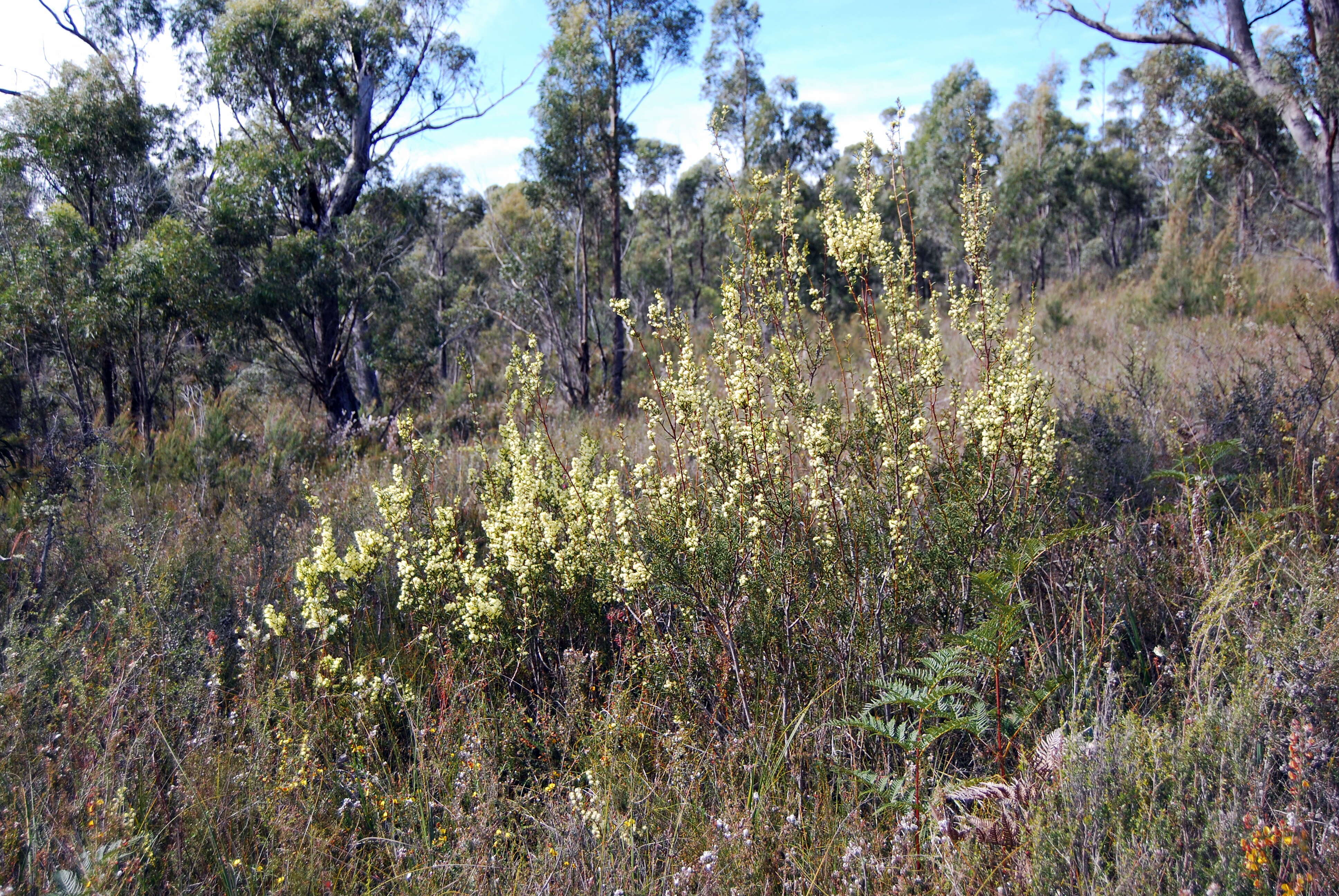 Image of early wattle