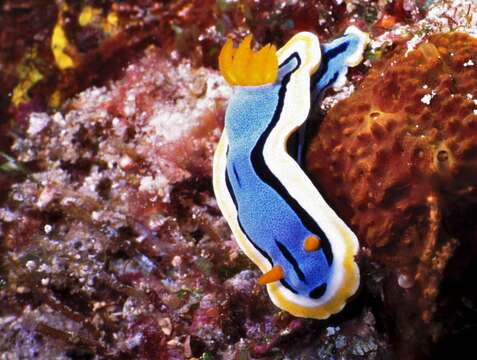 Image of Chromodoris annae Bergh 1877