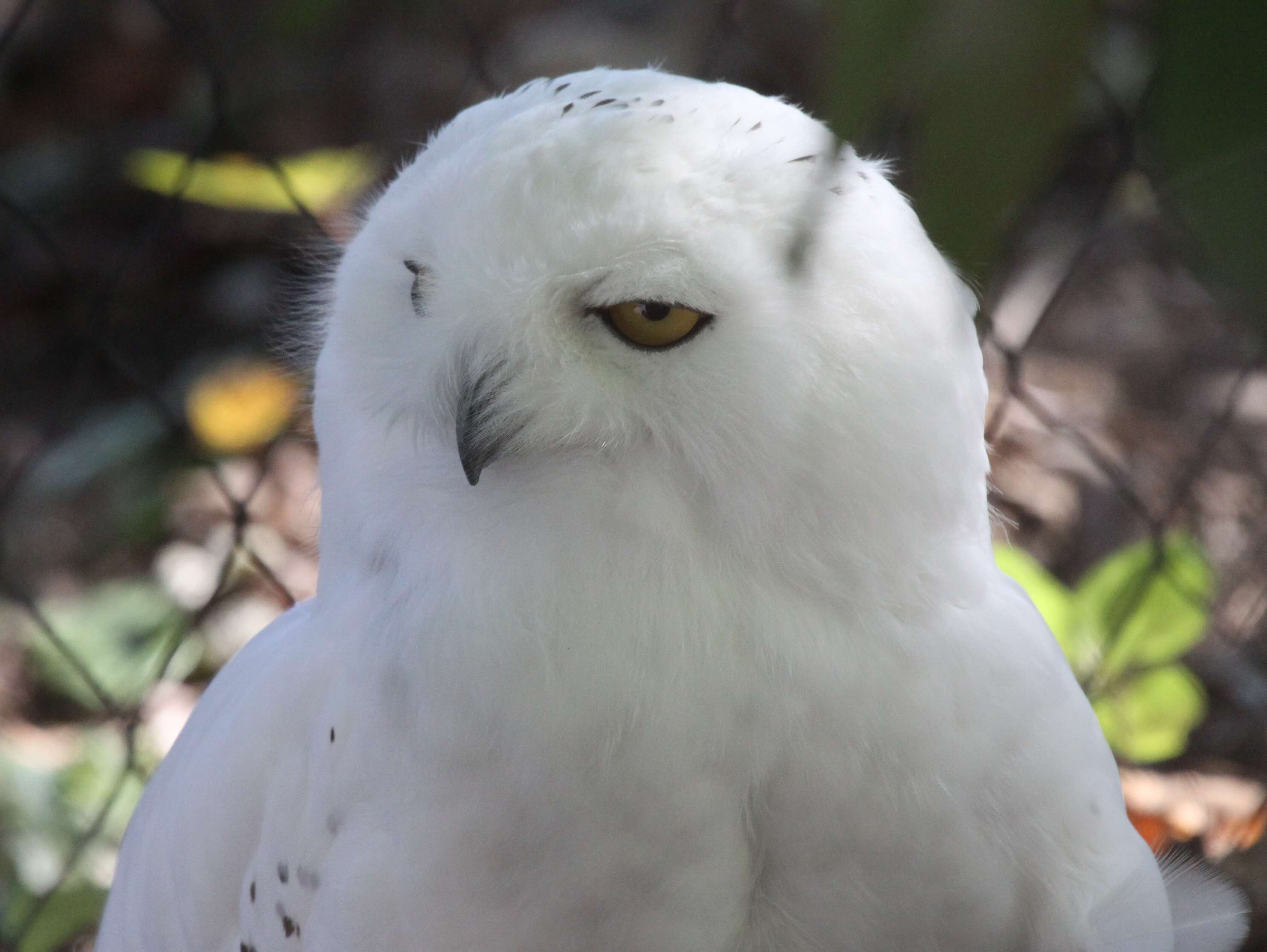 Image of Eagle-owls