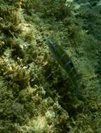 Image of Ornate Wrasse