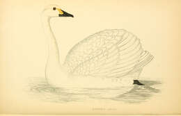 Image de Cygne siffleur