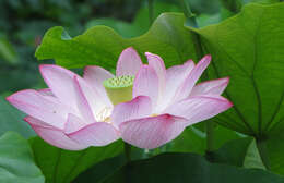 Image of lotus