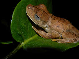 Image of Rosenberg's Gladiator Treefrog