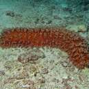 Image of Prickly Redfish