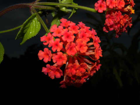 Image of lantana