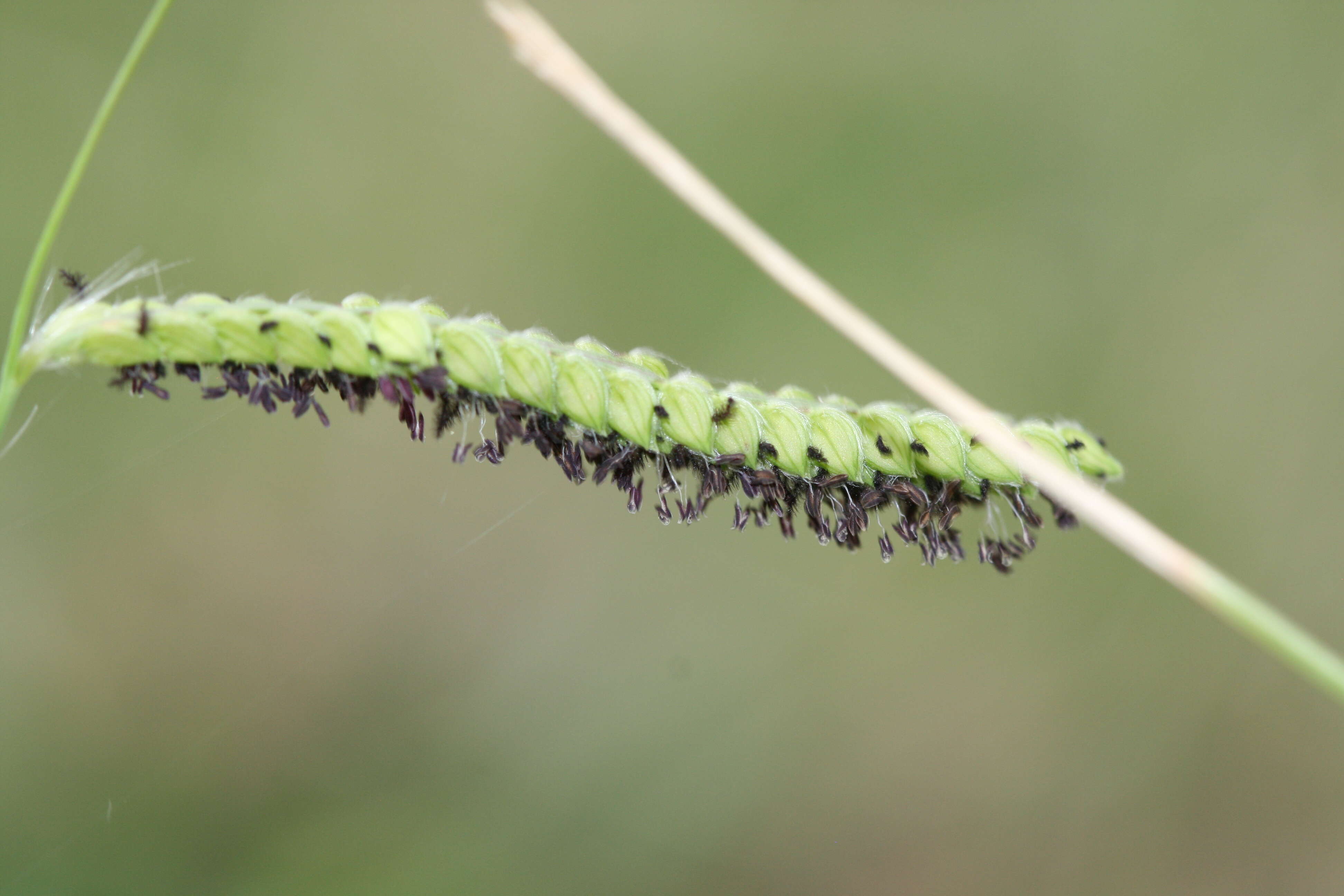 Image of crowngrass