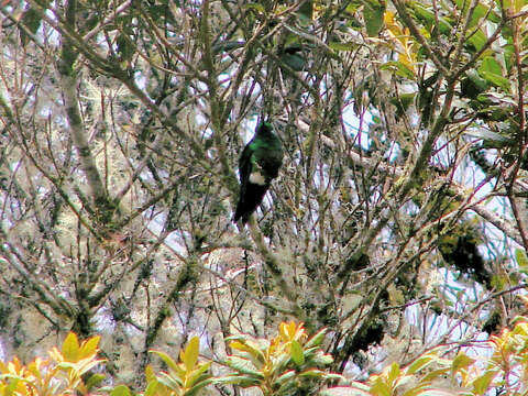 Image of Coppery-bellied Puffleg