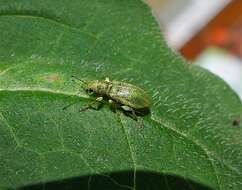 Image of Pine Needle Weevils