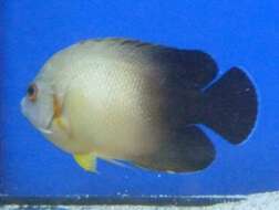 Image of Blacktail Angelfish