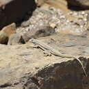 Image of Peru Pacific Iguana