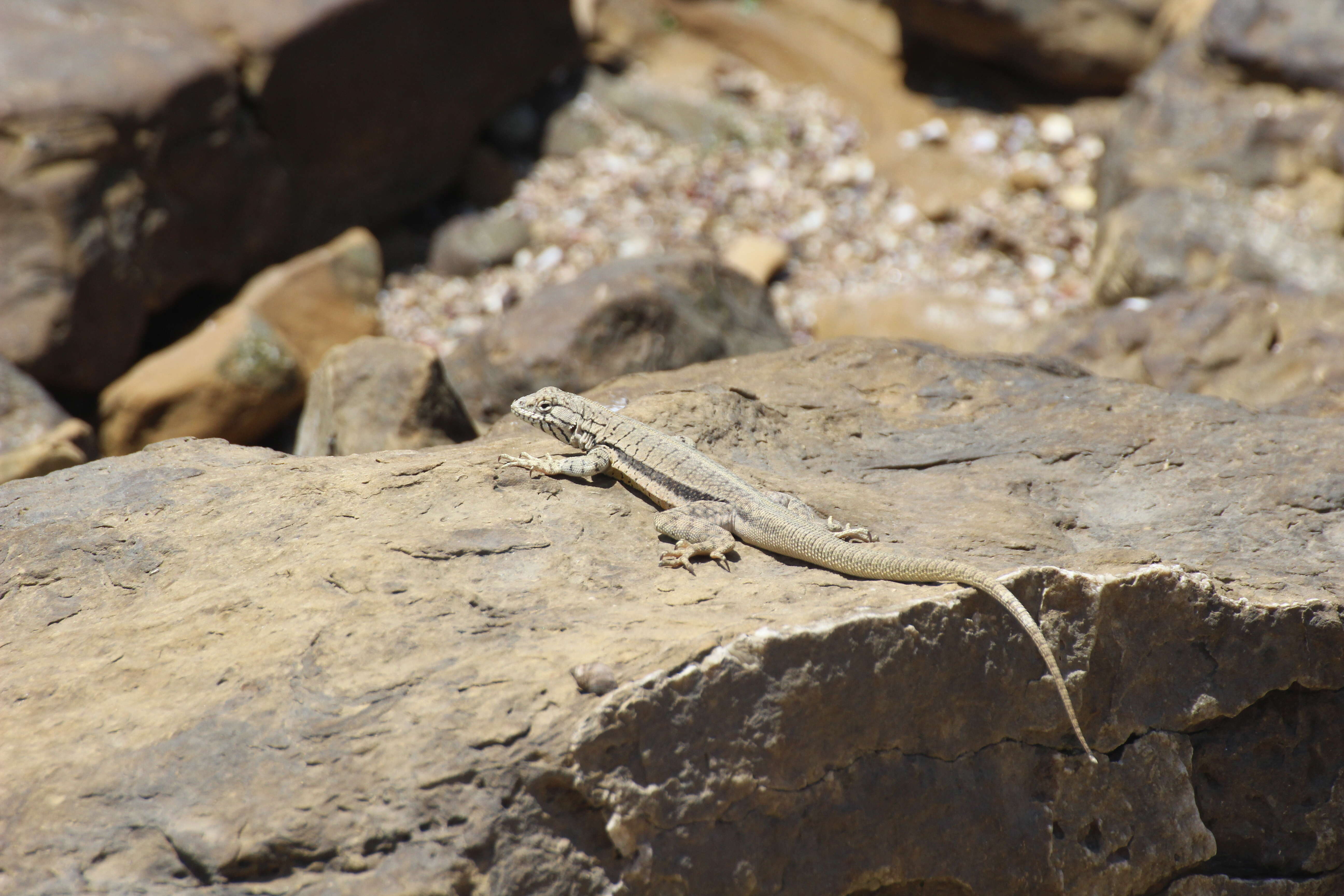 Image of Peru Pacific Iguana