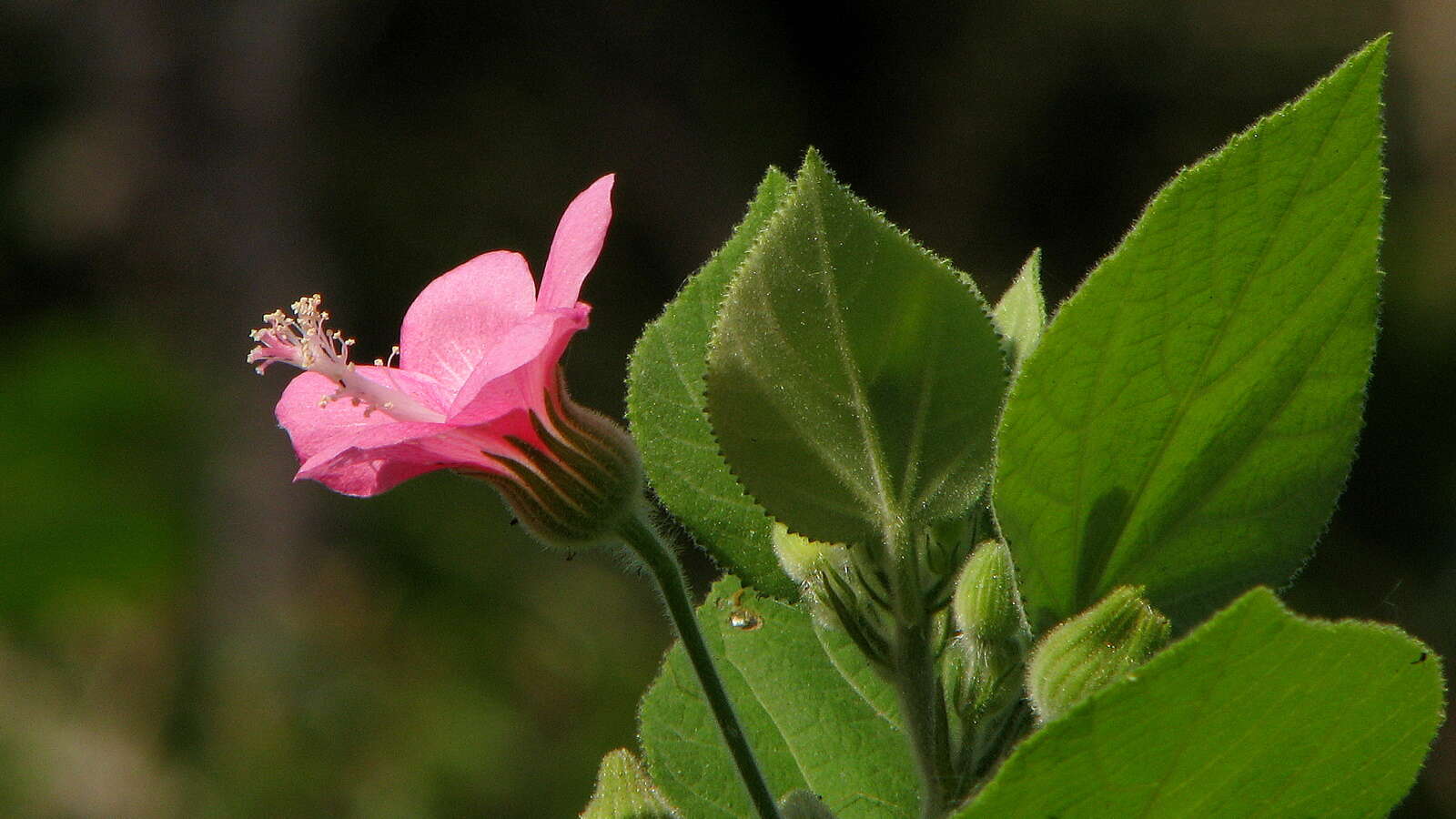 Image of Pavonia malacophylla (Link & Otto) Hemsl.