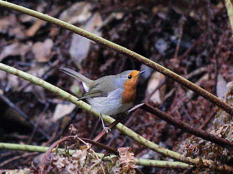 Imagem de Erithacus rubecula superbus Koenig & AF 1889