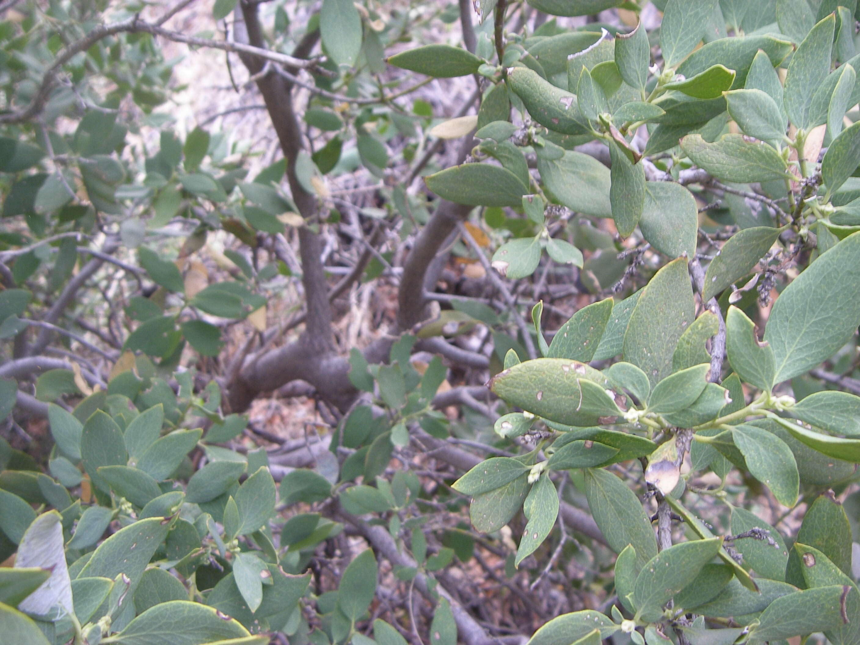 Image of canyon live oak